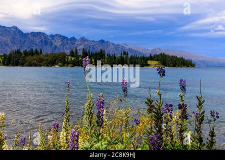 Fleurs sauvages sur les rives du lac Wakatipu dans le parc de la ville de Queenstown avec les montagnes autour. Queenstown, Nouvelle-Zélande. Banque D'Images