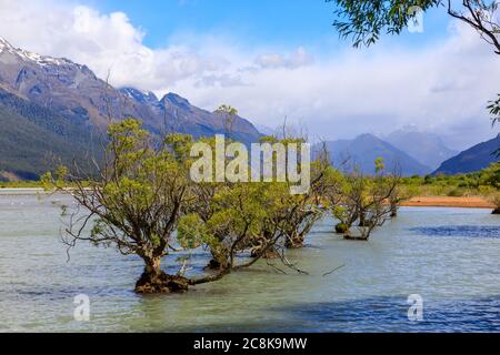 Saules dans la lagune de Glenorchy avec des montagnes couvertes de nuages en arrière-plan. Banque D'Images