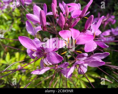 Vue du haut gros plan de belles fleurs isolées d'araignée rose (cleome spinosa) avec des feuilles vertes Banque D'Images