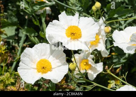 Coquelicot californien (Romneya coulteri) avec une grande fleur blanche en été ou en juillet, Royaume-Uni Banque D'Images