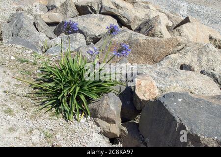 Seaside Agapanthus, près de Penzance, Cornwall, Royaume-Uni Banque D'Images