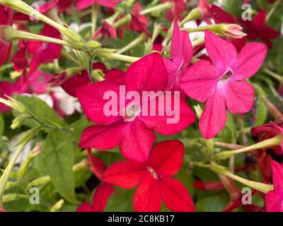 Vue de dessus gros plan de fleurs isolées d'arbustes rouges (nicotiana tabacum) avec des feuilles vertes Banque D'Images