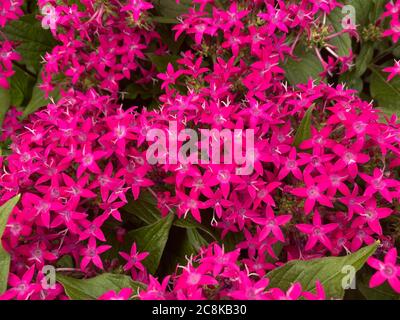 Vue de dessus gros plan sur des fleurs rouges isolées (pentas lanceolata) avec des feuilles vertes Banque D'Images