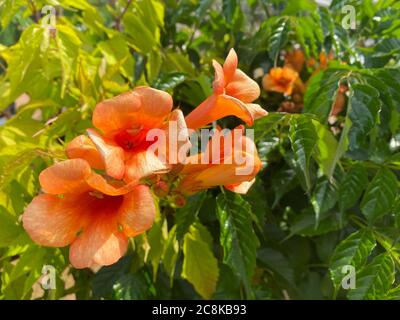 Vue de dessus gros plan de belles fleurs isolées de trompette de couleur jaune orangé (campsis tagliabuana) avec des feuilles vertes Banque D'Images