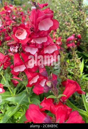 Vue de dessus gros plan de belles fleurs isolées de buisson rouge (penstemon barbatus coccineus) avec des feuilles vertes Banque D'Images