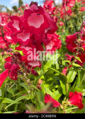 Vue de dessus gros plan de belles fleurs isolées de buisson rouge (penstemon barbatus coccineus) avec des feuilles vertes Banque D'Images