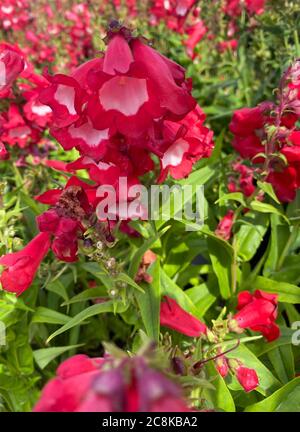 Vue de dessus gros plan de belles fleurs isolées de buisson rouge (penstemon barbatus coccineus) avec des feuilles vertes Banque D'Images