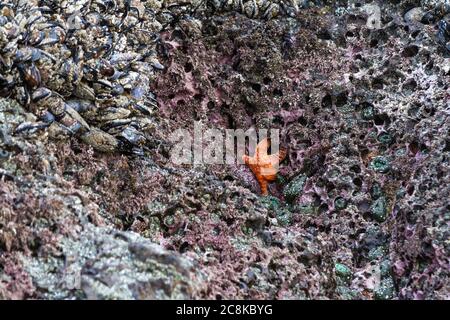 Gros plan d'une étoile de mer ocre orange et pourpre exposée par les basses marées accrochées à une roche dans le sud de la côte de l'Oregon Banque D'Images