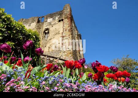 Tulipes de printemps colorées autour du château de Guildford, Surrey, par une journée ensoleillée Banque D'Images