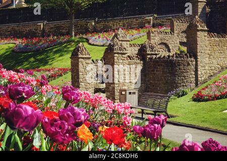 Tulipes de printemps colorées autour du château de Guildford, Surrey, par une journée ensoleillée Banque D'Images