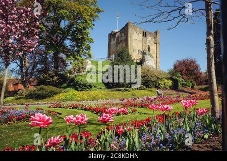 Tulipes de printemps colorées autour du château de Guildford, Surrey, par une journée ensoleillée Banque D'Images