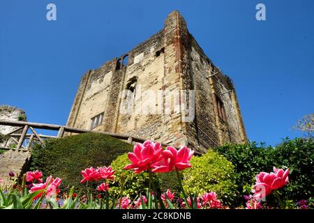 Tulipes de printemps colorées autour du château de Guildford, Surrey, par une journée ensoleillée Banque D'Images