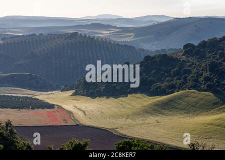 Paysage de la campagne andalouse au printemps à l'aube, avec de grandes étendues d'oliviers et de champs de céréales cultivés avec quelques coquelicots Banque D'Images