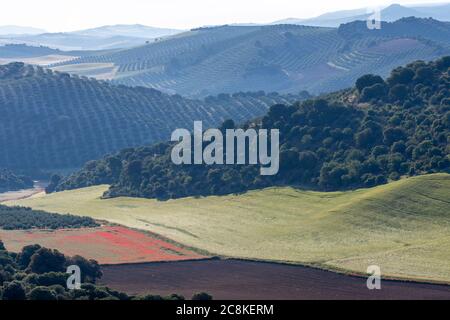 Paysage de la campagne andalouse au printemps à l'aube, avec de grandes étendues d'oliviers et de champs de céréales cultivés avec quelques coquelicots Banque D'Images