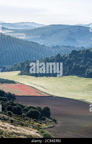 Paysage de la campagne andalouse au printemps à l'aube, avec de grandes étendues d'oliviers et de champs de céréales cultivés avec quelques coquelicots Banque D'Images
