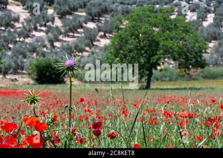 Fleur de chardon violet entourée de coquelicots rouges le matin ensoleillé dans la campagne andalouse Banque D'Images