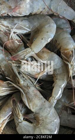 Photo de poisson de crevettes fraîches Banque D'Images