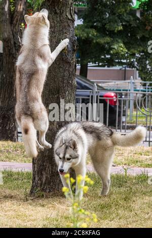 Un grand magnifique chien Husky sibérien saute près d'un arbre lors d'une promenade matinale dans un parc de la ville. Un autre chien pur-sang se trouve à proximité. Banque D'Images