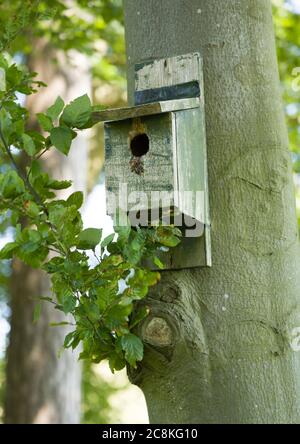 Boîte à oiseaux en bois, boîte à nids ou boîte à nids accrochée à un tronc d'arbre, Royaume-Uni Banque D'Images