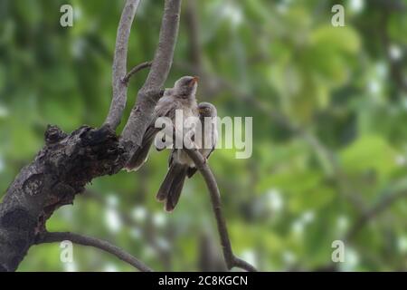 Deux barboteurs (oiseaux en colère) assis sur la branche de l'arbre à proximité Banque D'Images