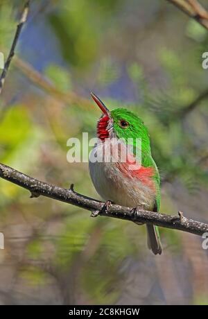 Tody à bec large (Todus subalatus) adulte perchée sur branche (espèces endémiques) monts Bahoruco NP, République dominicaine janvier 201 Banque D'Images