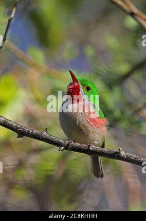 Tody à bec large (Todus subalatus) adulte perchée sur branche (espèces endémiques) monts Bahoruco NP, République dominicaine janvier 201 Banque D'Images