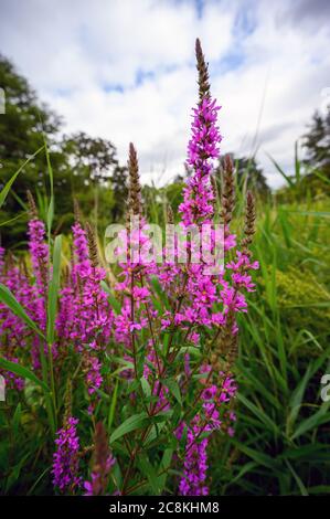 Fleurs rose vif dans le parc de Dulwich. Ce parc public est un grand espace ouvert pour les habitants de Dulwich Village. Dulwich est dans le sud de Londres. Banque D'Images