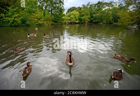 Oies et canards du Canada sur un petit lac dans le parc Dulwich. Ce parc public est pour les habitants de Dulwich Village. Dulwich est dans le sud de Londres. Banque D'Images