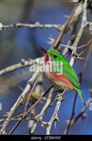 Tody à bec large (Todus subalatus) adulte perchée sur branche (espèces endémiques) monts Bahoruco NP, République dominicaine janvier 201 Banque D'Images