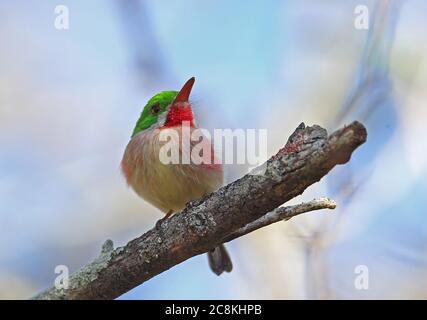 Tody à bec large (Todus subalatus) adulte perchée sur branche (espèces endémiques) monts Bahoruco NP, République dominicaine janvier 201 Banque D'Images