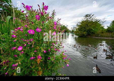 Fleurs rose vif dans le parc de Dulwich avec lac et oiseaux. Ce parc public est destiné aux habitants de Dulwich Village. Dulwich est dans le sud de Londres. Banque D'Images