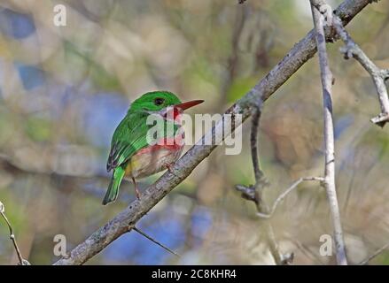 Tody à bec large (Todus subalatus) adulte perchée sur branche (espèces endémiques) monts Bahoruco NP, République dominicaine janvier 201 Banque D'Images