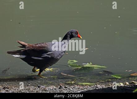 Gallinule commun (Gallinula galeata) adulte marchant dans les jardins botaniques de creek, Saint-Domingue, République dominicaine janvier 2014 Banque D'Images