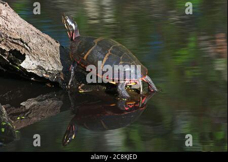 Tortue peinte, on log Banque D'Images