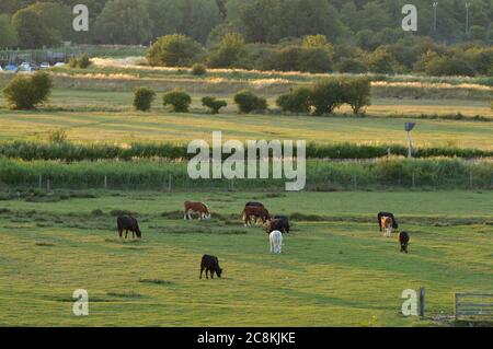 West Sussex, pays anglais et vallée de l'Arundel Banque D'Images