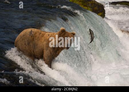 Un ours brun de l’Alaska capture un saumon sockeye aux chutes Brooks, dans le parc national Katmai, en Alaska Banque D'Images