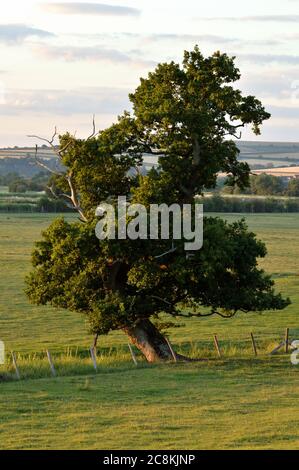 West Sussex, pays anglais et vallée de l'Arundel Banque D'Images