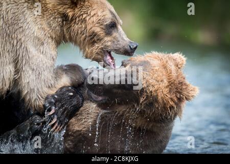 Un ours brun d'Alaska mord l'oreille d'un autre ours lors des combats dans le parc national de Katmai, en Alaska Banque D'Images