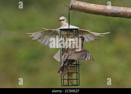 Starling commun (Sturnus vulgaris vulgaris) atterrissage leucistic juvénile sur le chargeur de balle de graisse Eccles-on-Sea, Norfolk, UK juillet Banque D'Images