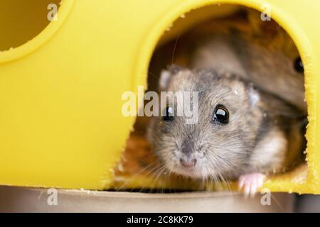 Petit rat de hamster jungar gris en cage jaune. Banque D'Images