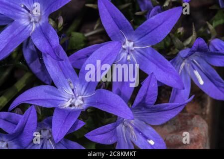 Bellflower Campanula poscharskyana (serbe) Banque D'Images