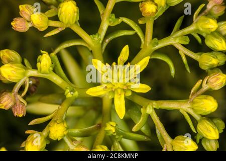 Stonecrop Sedum forsterianum (Rock) Banque D'Images