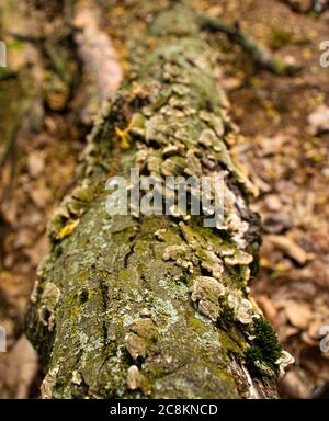 Morte Log allongé le long du sol entouré de feuilles mortes recouvertes de champignons de la plate-forme à Neffsville, comté de Lancaster, Pennsylvanie Banque D'Images