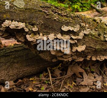 Morte Log allongé le long du sol entouré de feuilles mortes recouvertes de champignons de la plate-forme à Neffsville, comté de Lancaster, Pennsylvanie Banque D'Images