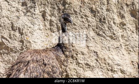 L'UEM (Dromaius novaehollandiae). Des animaux de la faune. Banque D'Images