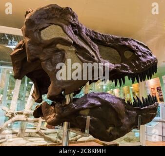 tête de dinosaure fossile dans le musée Banque D'Images