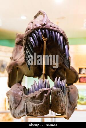 tête de dinosaure fossile dans le musée Banque D'Images