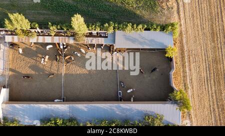 Vue aérienne des vaches et des veaux dans la ferme. Ils se nourrissent dans la grange Banque D'Images