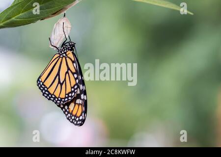 Monarch Butterfly, Danaus plexippuson, séchage des ailes sur le fond clair de la chrysalide gros plan Banque D'Images