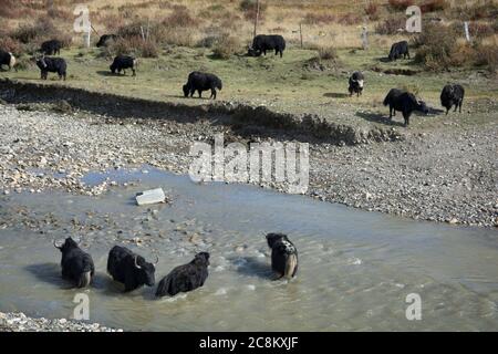 Yaks domestiques (Bos grunniens) dans la prairie de Tagong, baignade dans l'eau, Kangding, Préfecture tibétaine autonome de Garzê, Sichuan, Chine Banque D'Images